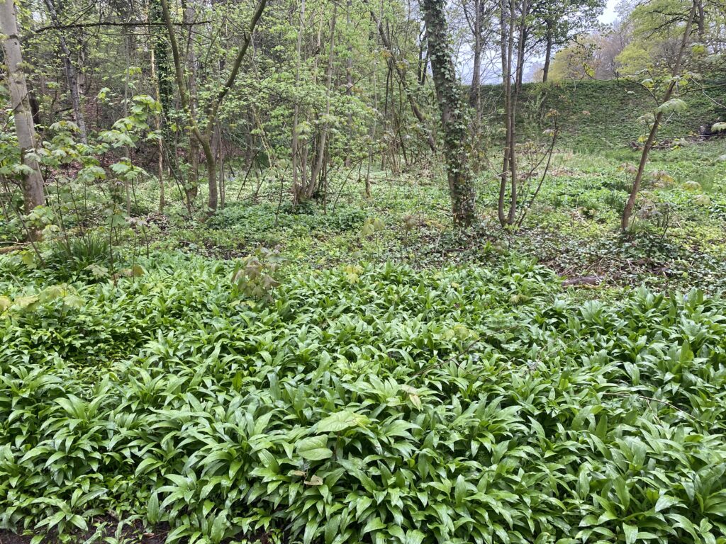 wild garlic