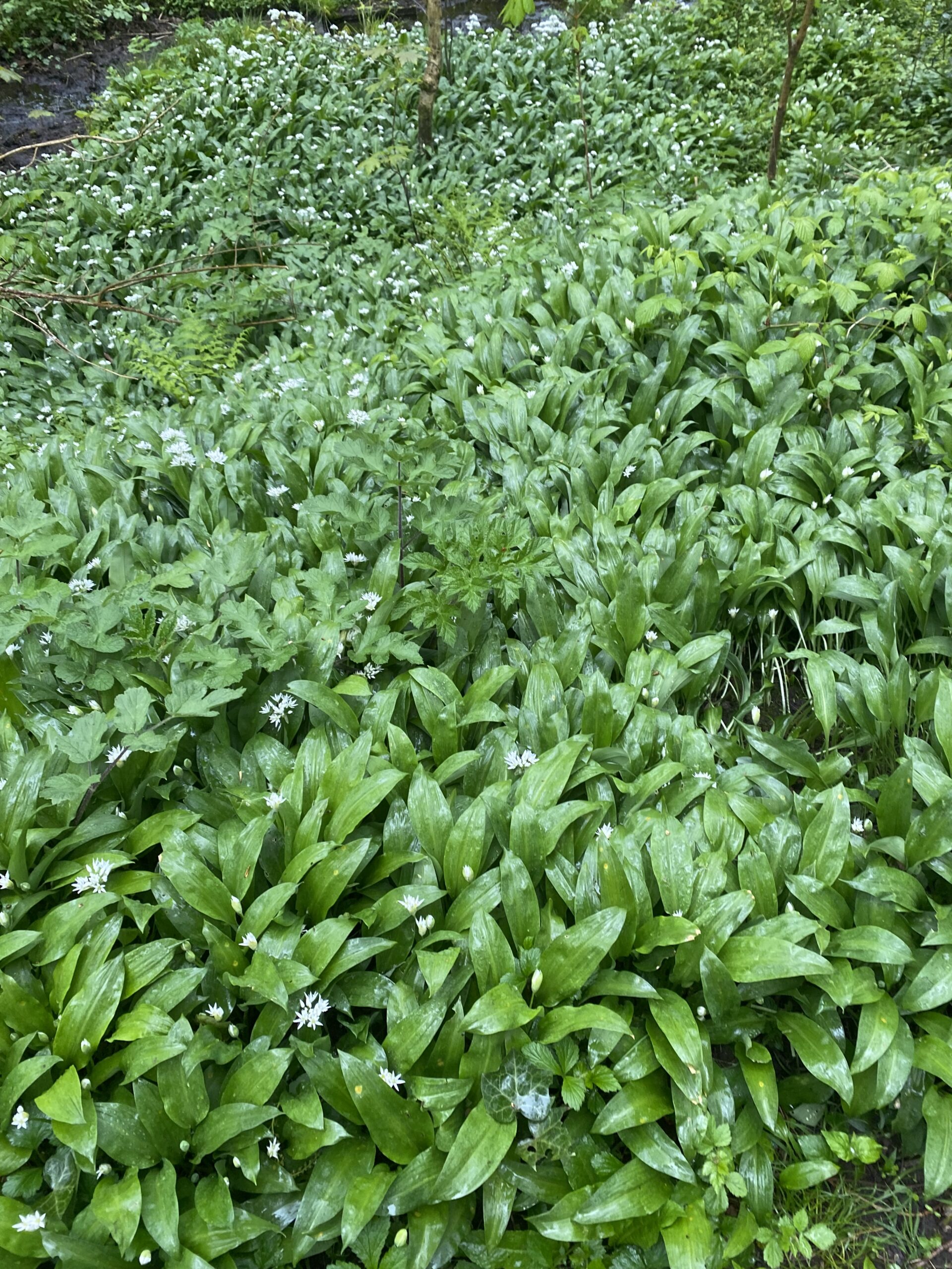 wild garlic