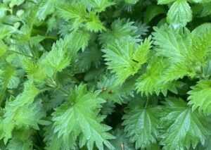 Nettles