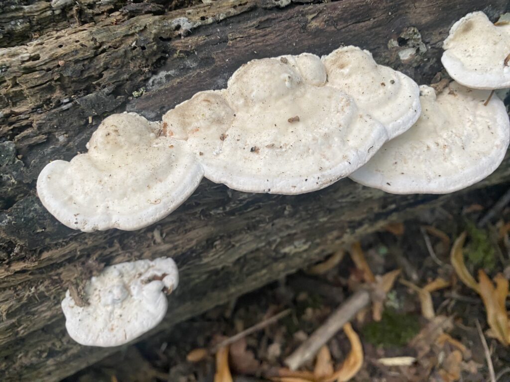 lumpy bracket
